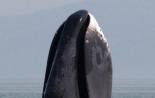 Гренландский кит: описание вида Где живет гренландский кит