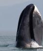Гренландский кит: описание вида Где живет гренландский кит