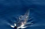 Синий кит - самое крупное млекопитающее